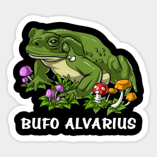 Bufo Alvarius Toad Frog Sticker